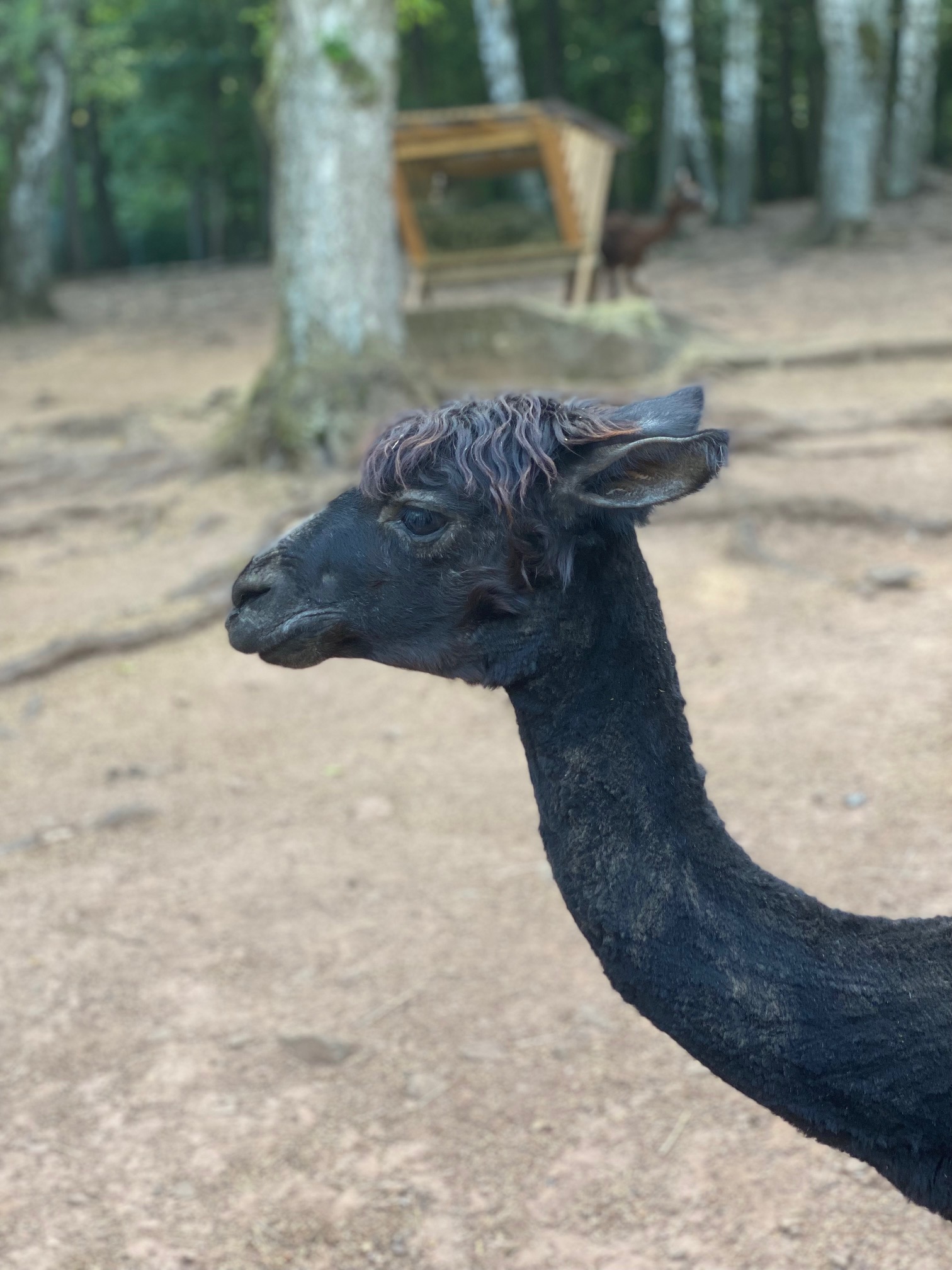 ein%20schwarzes%20Alpaka ein%20schwarzes%20Alpaka